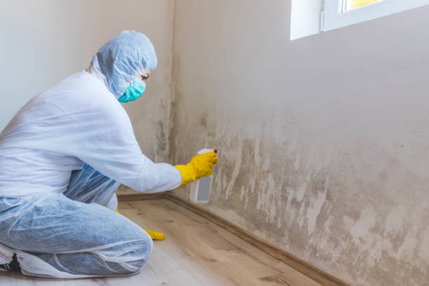 Professional mold removal team in Gaylord