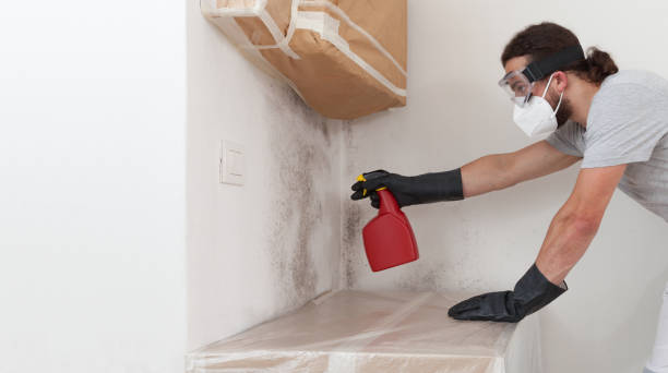 Basement Mold Remediation treatment on basement walls in Gaylord
